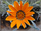 foto Fiori